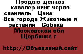 Продаю щенков кавалер кинг чарлз спаниель › Цена ­ 40 000 - Все города Животные и растения » Собаки   . Московская обл.,Щербинка г.